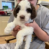 Mochi, a female Cockapoo for sale in Birdsboro, PA – Photo 2 of 5