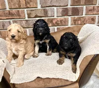 Bruno’s Babies, a female Cockapoo for sale in Birdsboro, PA – Photo 10 of 10