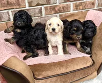 Bruno’s Babies, a female Cockapoo for sale in Birdsboro, PA – Photo 3 of 10
