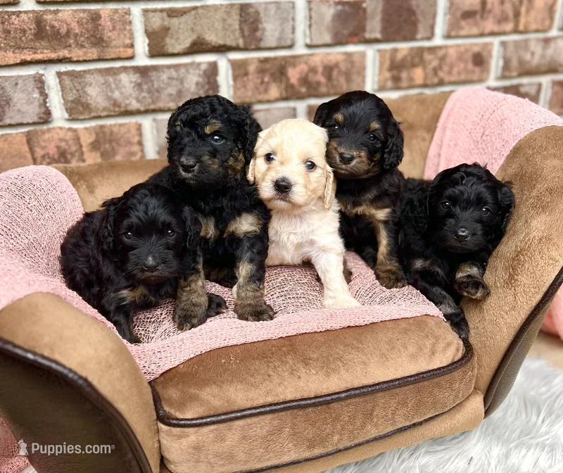 Bruno’s Babies, a female Cockapoo for sale in Birdsboro, PA – Photo 1 of 10