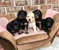 Bruno’s Babies, a female Cockapoo for sale in Birdsboro, PA – Photo 1 of 10