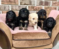 Bruno’s Babies, a female Cockapoo for sale in Birdsboro, PA – Photo 7 of 10