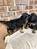 Bruno’s Babies, a female Cockapoo for sale in Birdsboro, PA – Photo 2 of 10