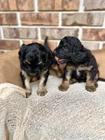 Bruno’s Babies, a female Cockapoo for sale in Birdsboro, PA – Photo 4 of 10