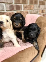 Bruno’s Babies, a female Cockapoo for sale in Birdsboro, PA – Photo 5 of 10