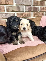 Bruno’s Babies, a female Cockapoo for sale in Birdsboro, PA – Photo 8 of 10
