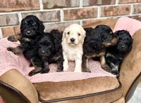 Bruno’s Babies, a female Cockapoo for sale in Birdsboro, PA – Photo 9 of 10
