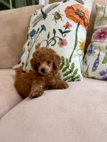Sir. Jamie, a male Poodle - Toy  for sale in Williamsburg, VA – 3 of 3
