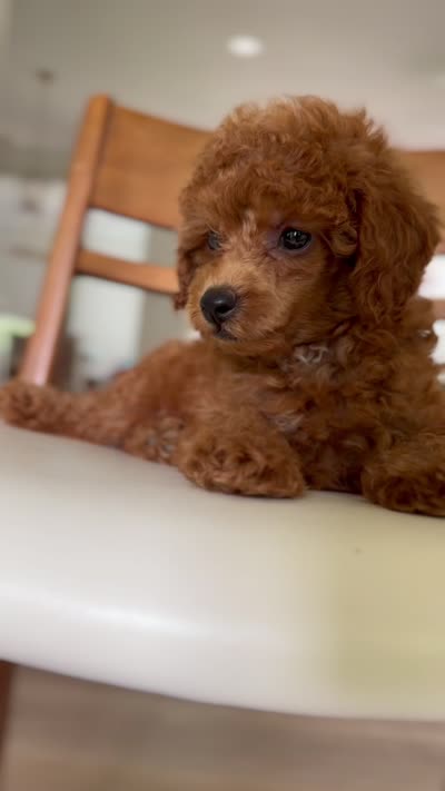 Sir, George, a male Poodle - Toy  for sale in Williamsburg, VA – 5 of 5
