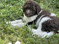 Happy, a female Labradoodle for sale in Williamsburg, VA – Photo 4 of 4