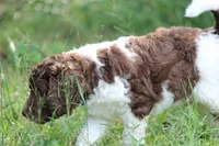 Happy, a female Labradoodle for sale in Williamsburg, VA – Photo 2 of 4