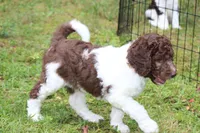 Happy, a female Labradoodle for sale in Williamsburg, VA – Photo 3 of 4