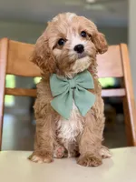Biscuit, a male Cavapoo for sale in Williamsburg, VA – 2 of 9