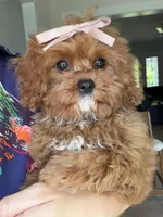 Petunia, a female Cavapoo for sale in Williamsburg, VA – 2 of 4