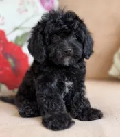 Luke, a male Cavapoo for sale in Williamsburg, VA – 5 of 7