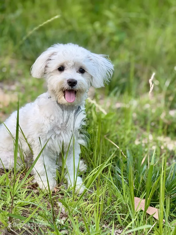 Angel. Gentle and housebroken. – Maltipoo puppy for sale in Williamsburg, VA