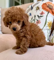 Lady Catherine, a female Poodle - Toy  for sale in Williamsburg, VA – 7 of 7