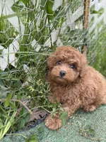 Cavapoo, a male Cavapoo for sale in Williamsburg, VA – 6 of 6