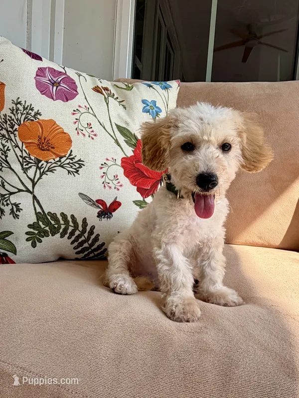 Budy – Poodle - Toy , Bichpoo puppy for sale in Williamsburg, VA