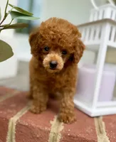 Lady Catherine, a female Poodle - Toy  for sale in Williamsburg, VA – 4 of 7