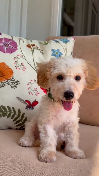 Budy, a male Poodle - Toy  and Bichpoo for sale in Williamsburg, VA – 7 of 7