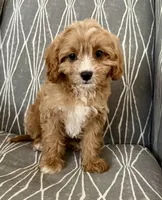 Biscuit, a male Cavapoo for sale in Williamsburg, VA – 6 of 9