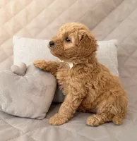 Georgie, a male Maltipoo for sale in Williamsburg, VA – 3 of 3