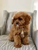 Petunia, a female Cavapoo for sale in Williamsburg, VA – 3 of 4
