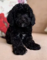 Luke, a male Cavapoo for sale in Williamsburg, VA – 7 of 7