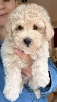 Prince, a male Maltipoo for sale in Williamsburg, VA – 3 of 5