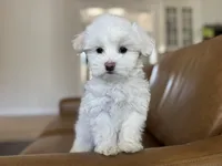 Petunia, a female Maltipoo for sale in Williamsburg, VA – Photo 4 of 6