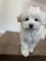 Petunia, a female Maltipoo for sale in Williamsburg, VA – Photo 3 of 6