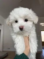 Petunia, a female Maltipoo for sale in Williamsburg, VA – Photo 5 of 6