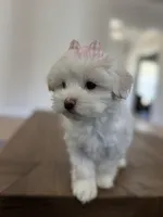 Petunia, a female Maltipoo for sale in Williamsburg, VA – Photo 2 of 6