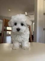 Petunia, a female Maltipoo for sale in Williamsburg, VA – Photo 6 of 6