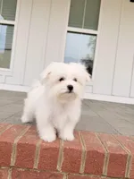 Happy, a male Maltese for sale in Williamsburg, VA – Photo 6 of 10