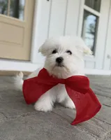 Happy, a male Maltese for sale in Williamsburg, VA – Photo 10 of 10