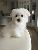 Happy, a male Maltese for sale in Williamsburg, VA – Photo 4 of 10