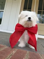 Happy, a male Maltese for sale in Williamsburg, VA – Photo 7 of 10