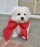 Happy, a male Maltese for sale in Williamsburg, VA – Photo 1 of 10