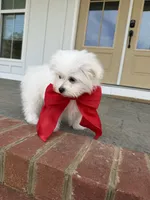 Happy, a male Maltese for sale in Williamsburg, VA – Photo 8 of 10