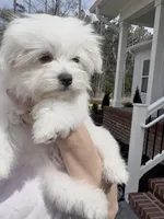 Happy, a male Maltese for sale in Williamsburg, VA – Photo 5 of 10