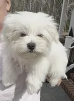 Happy, a male Maltese for sale in Williamsburg, VA – Photo 3 of 10