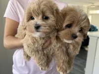 Teddy, a male Maltipoo for sale in Williamsburg, VA – Photo 3 of 7
