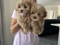 Teddy, a male Maltipoo for sale in Williamsburg, VA – Photo 5 of 7