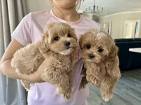 Teddy, a male Maltipoo for sale in Williamsburg, VA – Photo 4 of 7