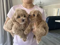 Teddy, a male Maltipoo for sale in Williamsburg, VA – Photo 6 of 7