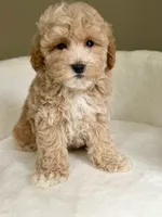 Charlie, a male Maltipoo for sale in Williamsburg, VA – 2 of 8