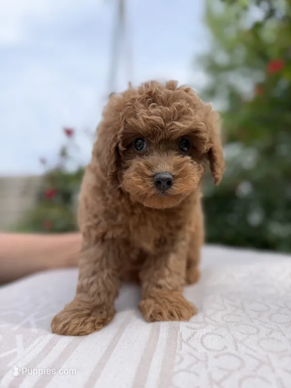 Cavapoo, a male Cavapoo for sale in Williamsburg, VA – 1 of 6