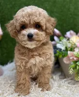Baby, a male Maltipoo for sale in Williamsburg, VA – Photo 3 of 5